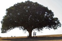 ���� ������